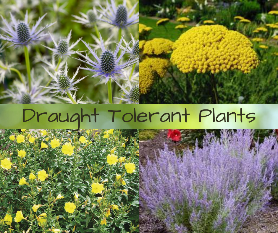 Drought Tolerant Plants</br>February 2022